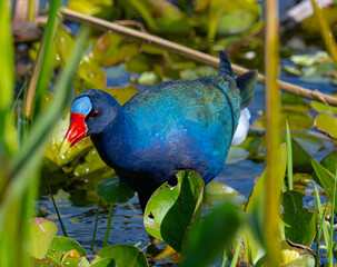 Purple gallinule portrait 