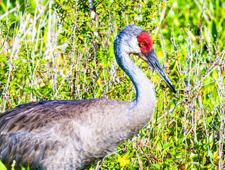 Sandhill Crane portrait 