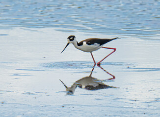 Black-necked stilt reflection