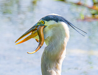 great blue heron eating glass lizard 