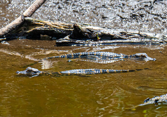 Alligator hatchlings