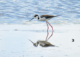 Black-necked stilt