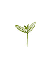 Olive Green Minimalist Sprout Illustration