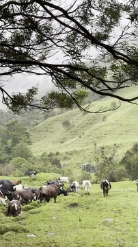 ganado valle de cocora, salento colombia en vertical