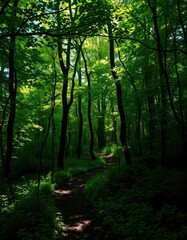 Obraz premium Misty forest path winds through dense foliage, sunlight dappling the undergrowth, mystical, adventure