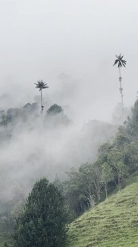 palma de cera valle de cocora, salento colombia en vertical