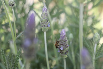close up lavender a bee on a flower