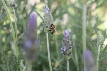 close up lavender a bee on a flower