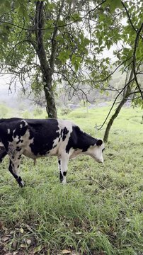 vaca lechera