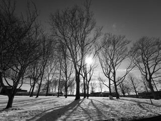 Trees in Winter
