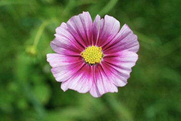 Fototapeta premium closeup cosmo flower in a garden
