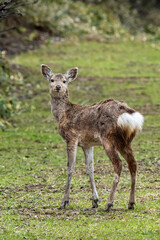 背景は曇り空で森のグリーン色な小道で、大きくなった子鹿が振り返ってコチラを警戒している様子。ほぼ中央で左向きで正面を見ている縦構図です。