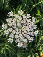Queen Anne’s lace flower