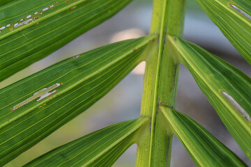 Detailed Palm Leaf Texture with Natural Imperfections