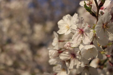 さくら桜Cherry春