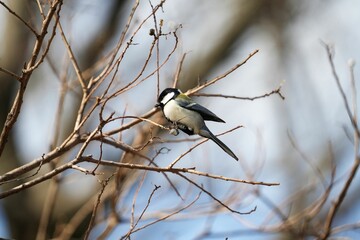 枝に止まるシジュウカラ