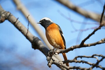 ジョウビタキの雄