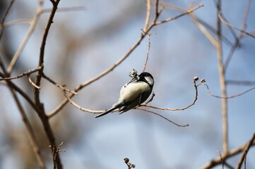 木の実を食べようとしているシジュウカラ