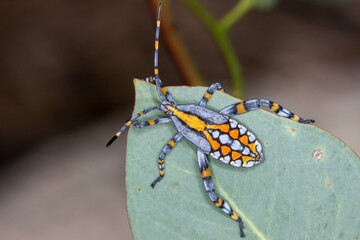 Amorbus sp. Nymph - Brightly Marked Leaf-footed Bug - Macro Photography