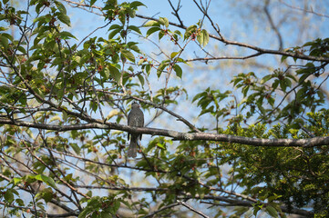 bird on a tree