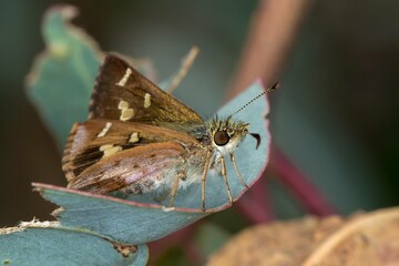 Barred Skipper Butterfly (Dispar compacta) - Side View on Eucalyptus Leaf