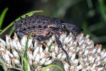 Leptopius duponti - Broad-nosed Weevil Macro - Native Australian Insect on White Flower Cluster - Side View