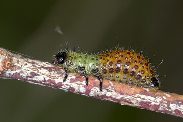 Leaf beetle larva on a twig
