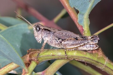 Wingless Grasshopper (Phaulacridium vittatum) Perched on Eucalyptus Stem
