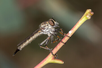 Robber Fly (Cerdistus sp.) Perched on a Twig - Australian Predatory Fly