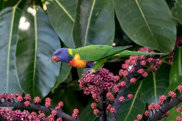 Trichoglossus moluccanus -  Rainbow Lorikeet in the Wild - Australian Bird