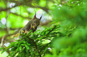 squirrel in the park