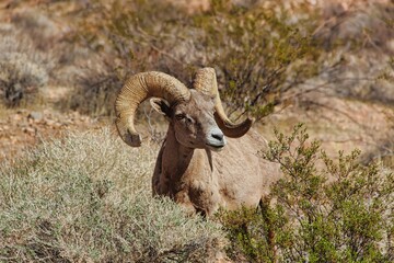 Bighorn Sheep Ram Standing in the Sagebrush, Valley of Fire State Park in Nevada.