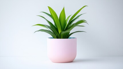 A vibrant green plant in a pastel pink pot sitting on a white surface, minimalist indoor setting with soft lighting, and home decor concept.