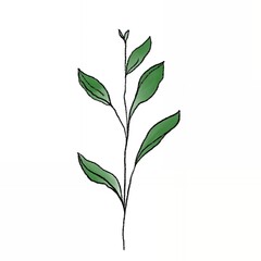 Minimalist Green Leaf Illustration