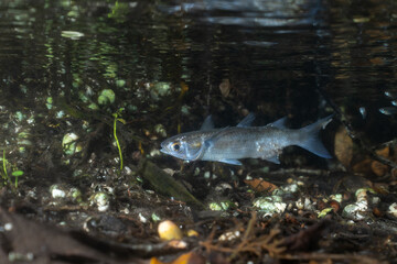 White mullet in a natural spring