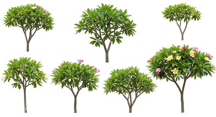 Fototapeta premium Collection of Plumeria Trees Isolated on White Background