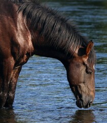 Wild Horse in Arizona 