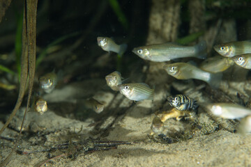 School of sailfin mollies in natural springf