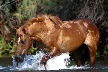 Wild Horse in Arizona 