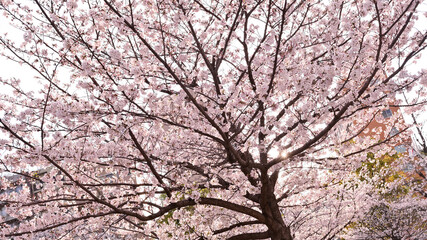 桜　春らんまん　春　お花見　