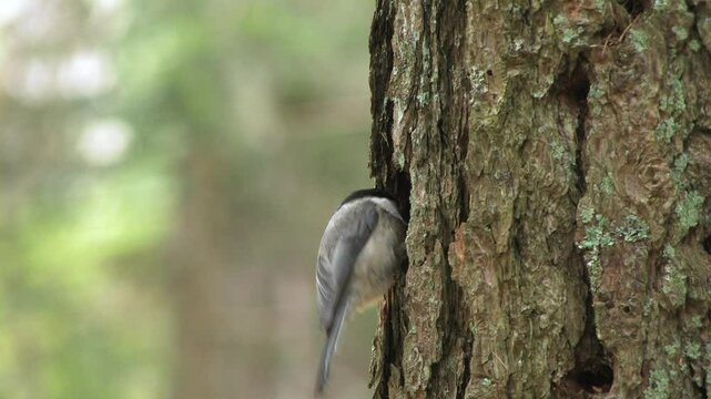 Cincia bigia alpestre, Grey, (Poecile montanus)