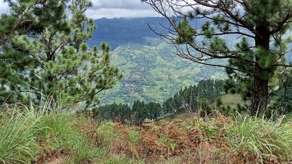 pine forest in the mountains