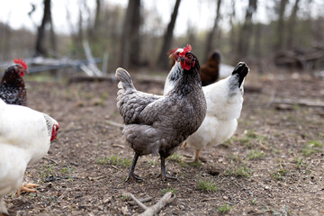 free range chicken