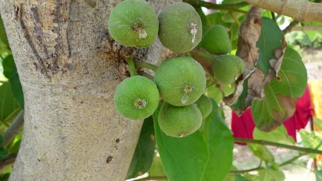 Timli - Wild Fig fruits founds in Uttarakhand mainly Hilly region in India