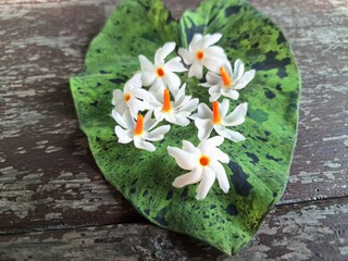 Fresh parijat flower on taro leaves. Parijat also known as nigh jasmine, is a small shrub that has...