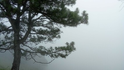 trees in the fog