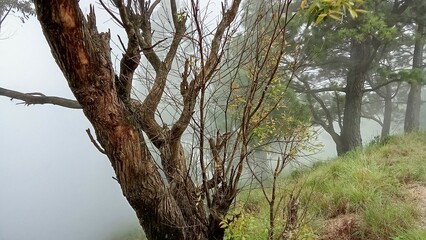 Fototapeta premium branches of a tree