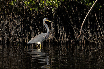 Tricolored heron hunting in Mangrove