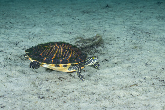 Peninsula cooter on a sandy riverbed underwater