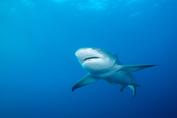Lemon shark at ocean surface